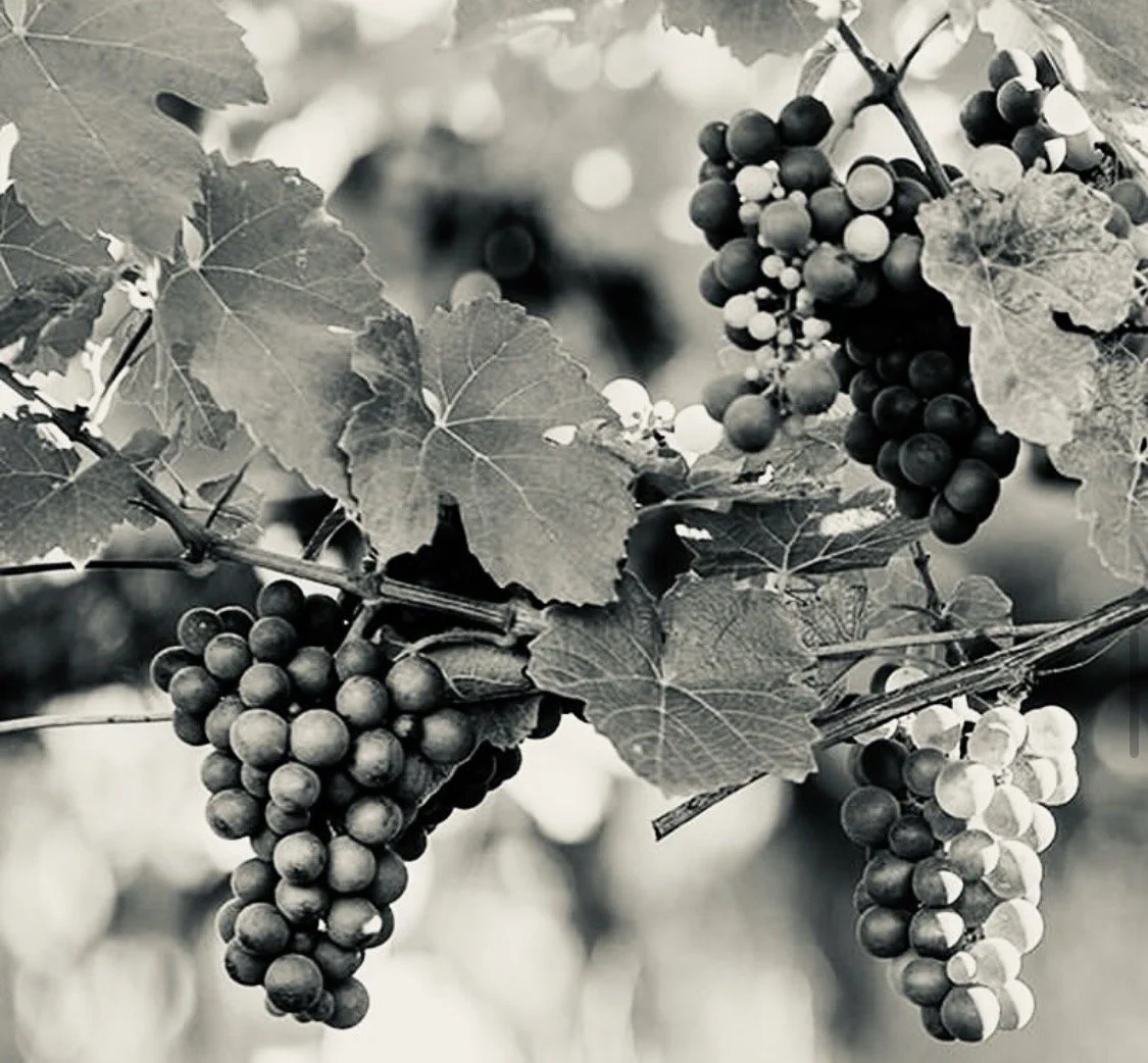 Free Tours & Grapevine Trimming at the Brown-Dorsey