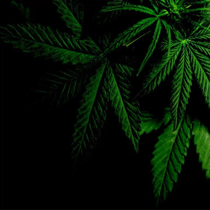 Less than a week until our Politics &amp; Cannabis Mixer at @good_company_guam ! Here&rsquo;s a list of candidates who will be attending:

@fredbordallojrofficial 
@malafunkshun
@parkinsonforguam
@royforguam
@joessanagustin
@angelasantos_parahita
@jo