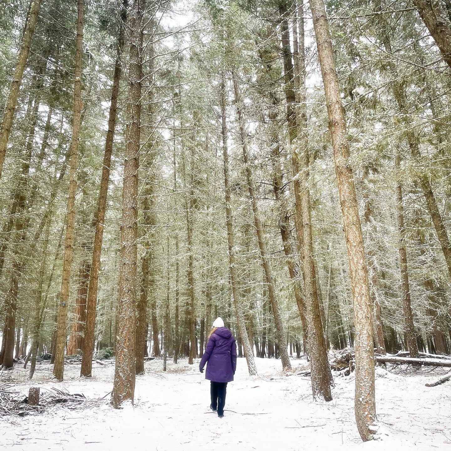 The white stuff has arrived at the Bunkie!

OK.. in Cariboo terms, it&rsquo;s just a dusting, and I&rsquo;m sure by February we&rsquo;ll be over it, but right now it brings a whole new layer of fun and beauty to our tiny cabin experience. 
❄️❄️❄️