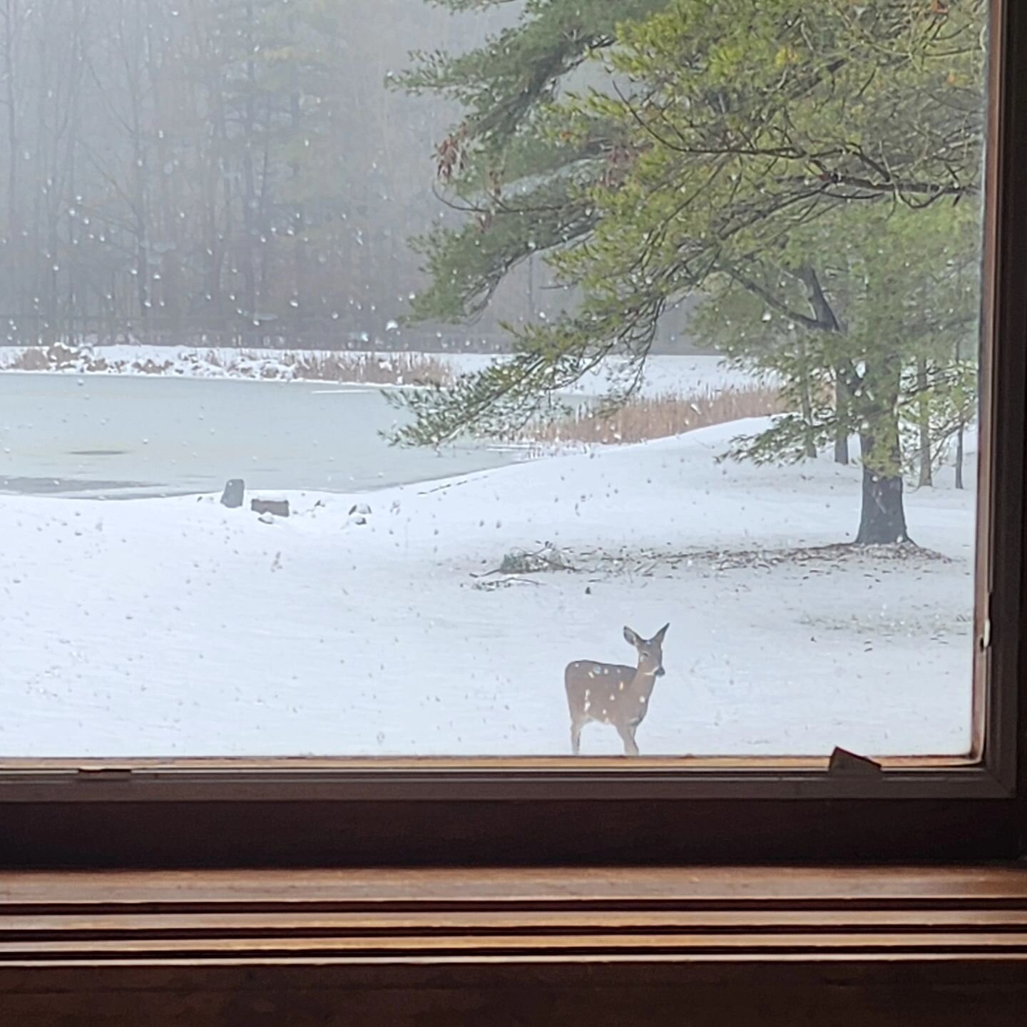 Looked out the window and saw this beautiful deer ❄️🤍