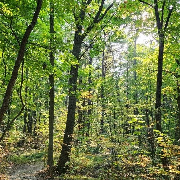 Are you or someone you know looking for a private outdoor space to have your wedding, commitment ceremony or vow renewal? New in 2026, I am so happy to announce that Owl Pines can now be that place. ❤️ Please check out all the details on the link bel