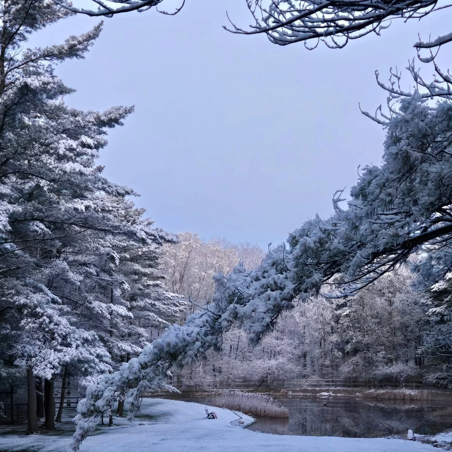 Spring with a dash of Winter this morning 💚🤍