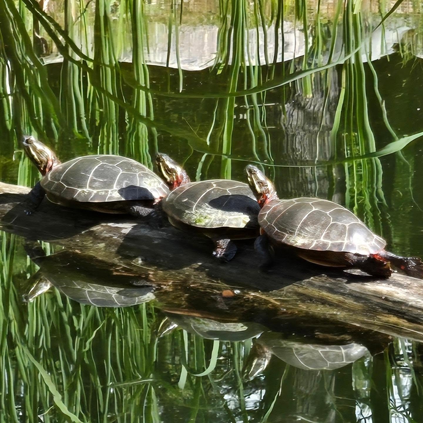 Caught these three sunbathing in the pond while I was in the kayak 🙂☀️