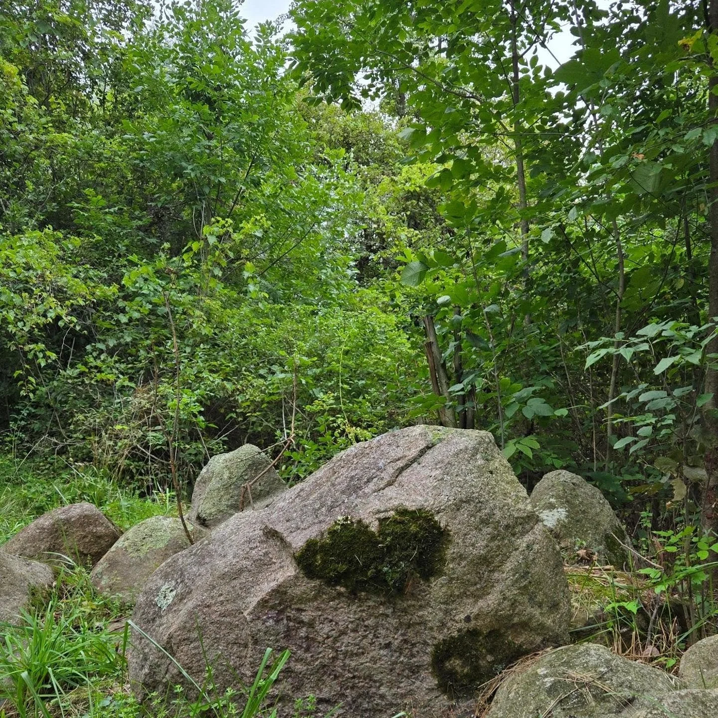 Nature Art 🙂🌿✨️🌳