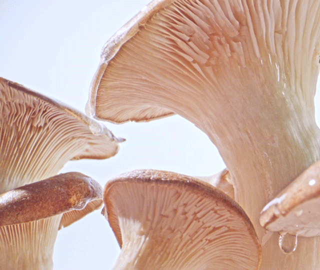 simmons-video-mushroom-drip-skin-care-biossance-style-closeup.gif