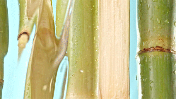 simmons-video-product-bambo-liquid-skin-care-biossance-style-closeup.gif
