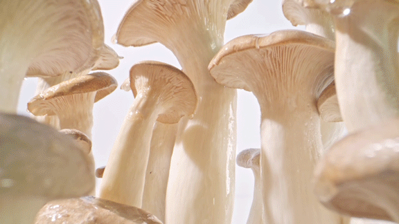 simmons-video-smooth-mushroom-drip-skin-care-biossance-style-closeup.gif
