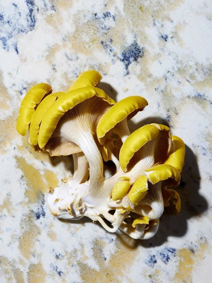 Jennifer Davick 📸 🎥  Food // Lifestyle 
Playing With Mushrooms&hellip;proof that the most humble ingredients are often the most beautiful ✨ @JenniferDavick
.

.

.

#BEAMTEAM #EatTheRainbow #PlantBased #FarmToTable #FoodPhotography #CookWithLove #F
