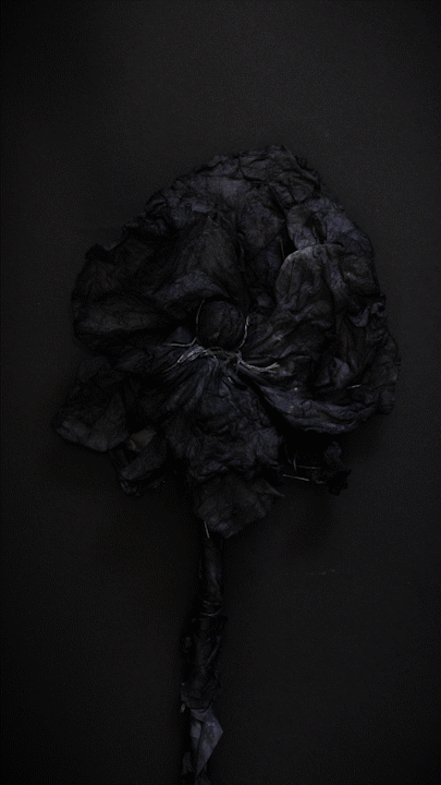 Sara-Tollefson-Mally-Black-Flower-12-October-2023-Polaroid.gif