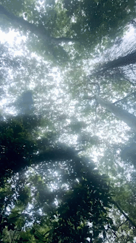 Sara-Tollefson-Mally-Dreamy-Trees-Personal-12-October-2023.gif