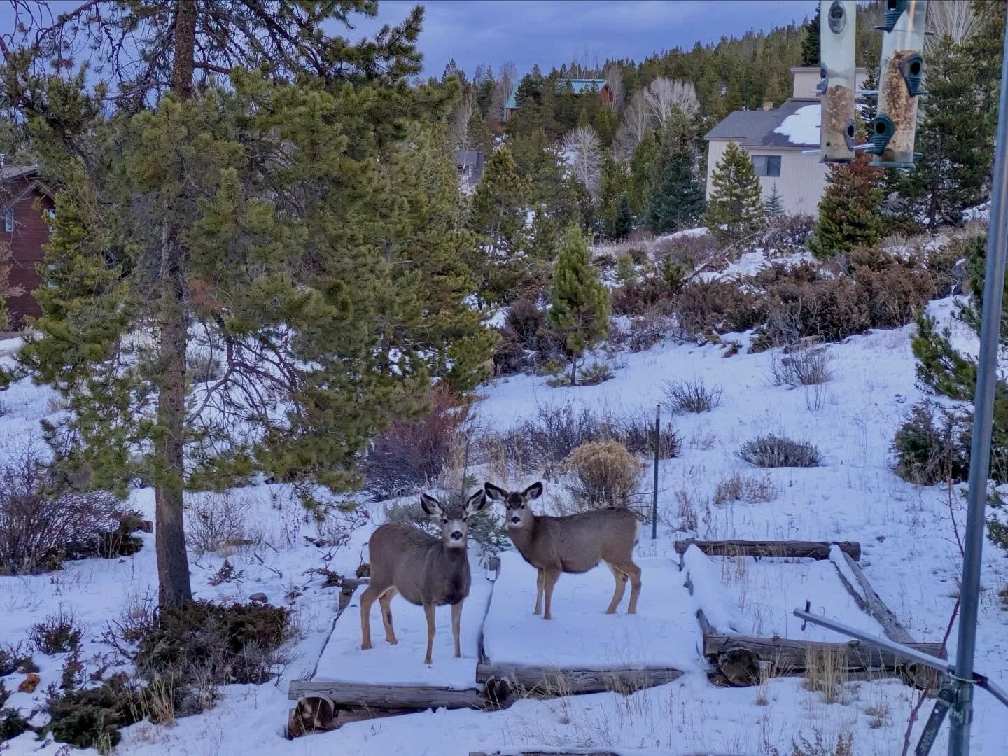 Deer grazing at dusk, Granby, Colorado. Descent into Denver. December 17.