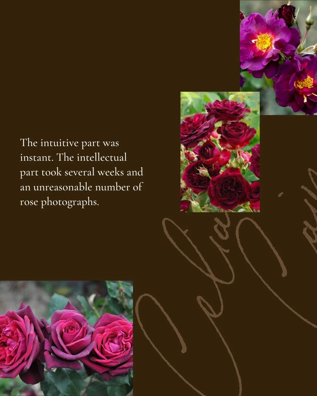 You are allowed to stop gathering information. The intuitive part was instant.
The intellectual part took several weeks, multiple nurseries, gardening forums, and an unreasonable number of rose photographs.
I think many sensitive, thoughtful people k