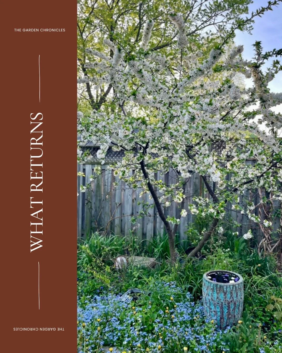 I bought replacement roses.
Then the "dead" roses started growing again.
🌹
Gardening has a way of humbling certainty.
This week's Garden Chronicles is about self-seeded arugula, heat-wave wisdom from my Texas childhood, friendship, grief, 