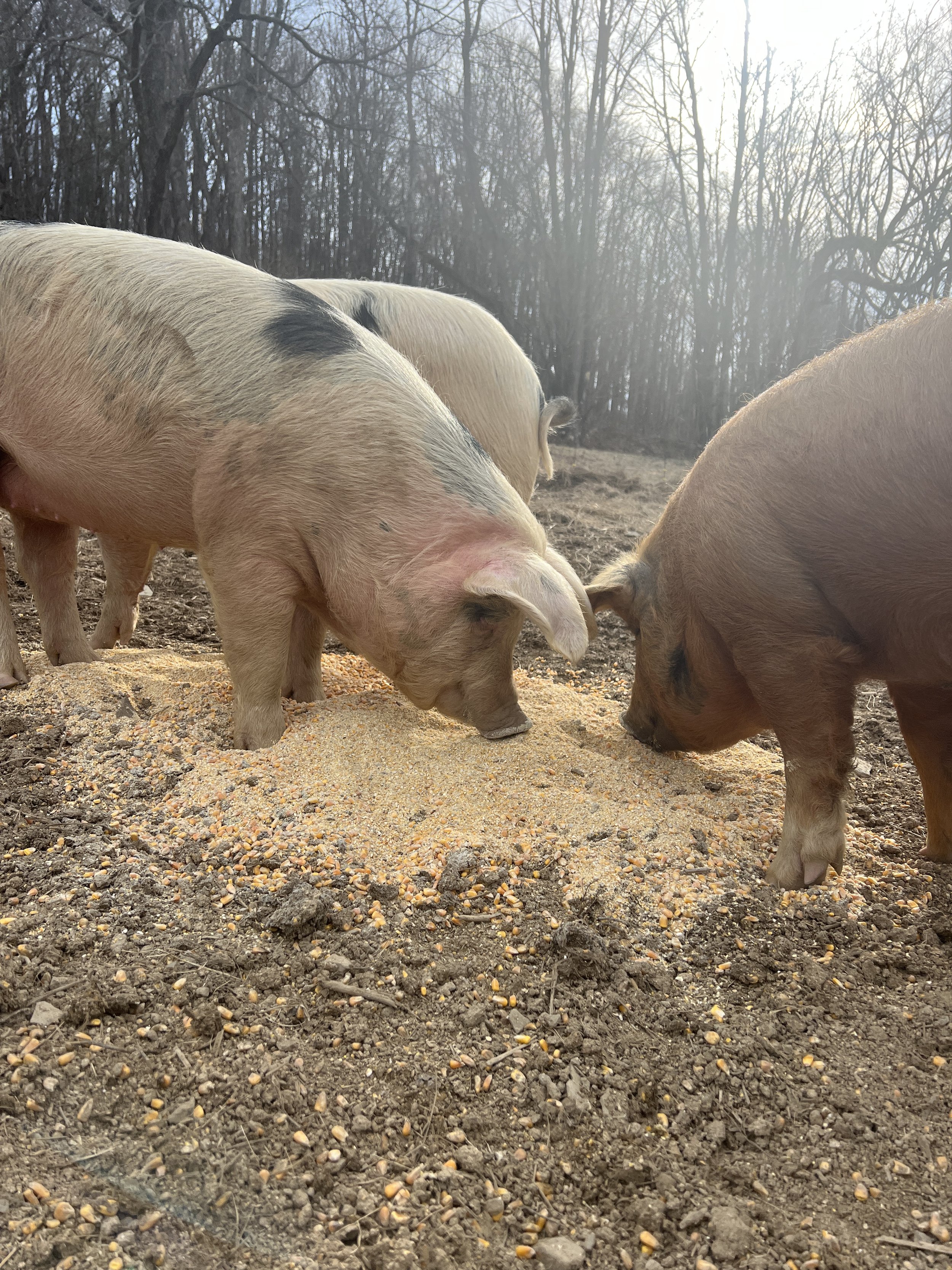 Nom-nomming on some local organic corn and grower feed.