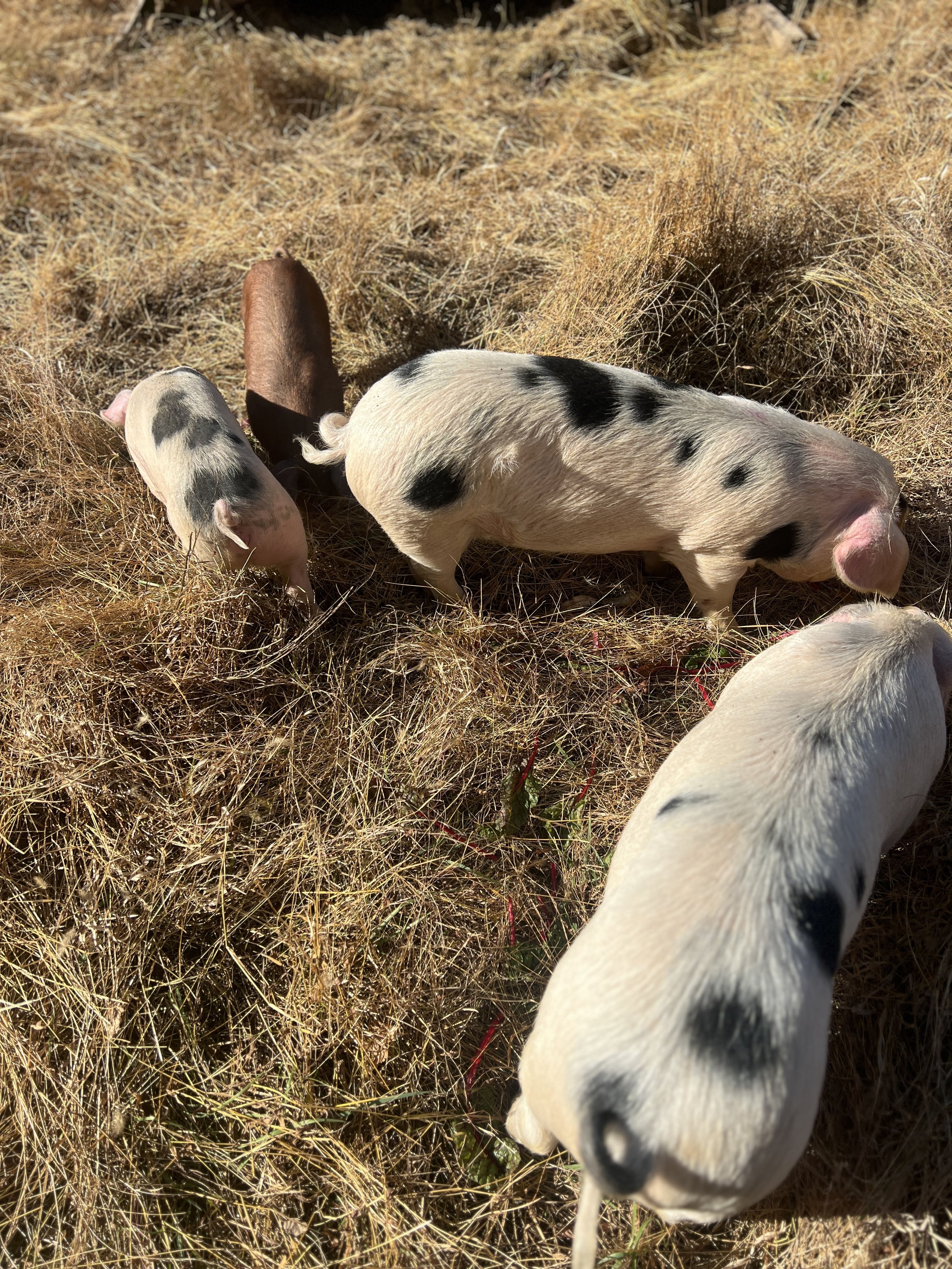 Top-left to bottom-right: Violet, crossbred gilt, Red, crossbred gilt, Hackenberry, purebred GOS gilt, & Rose, purebred(registered) GOS gilt