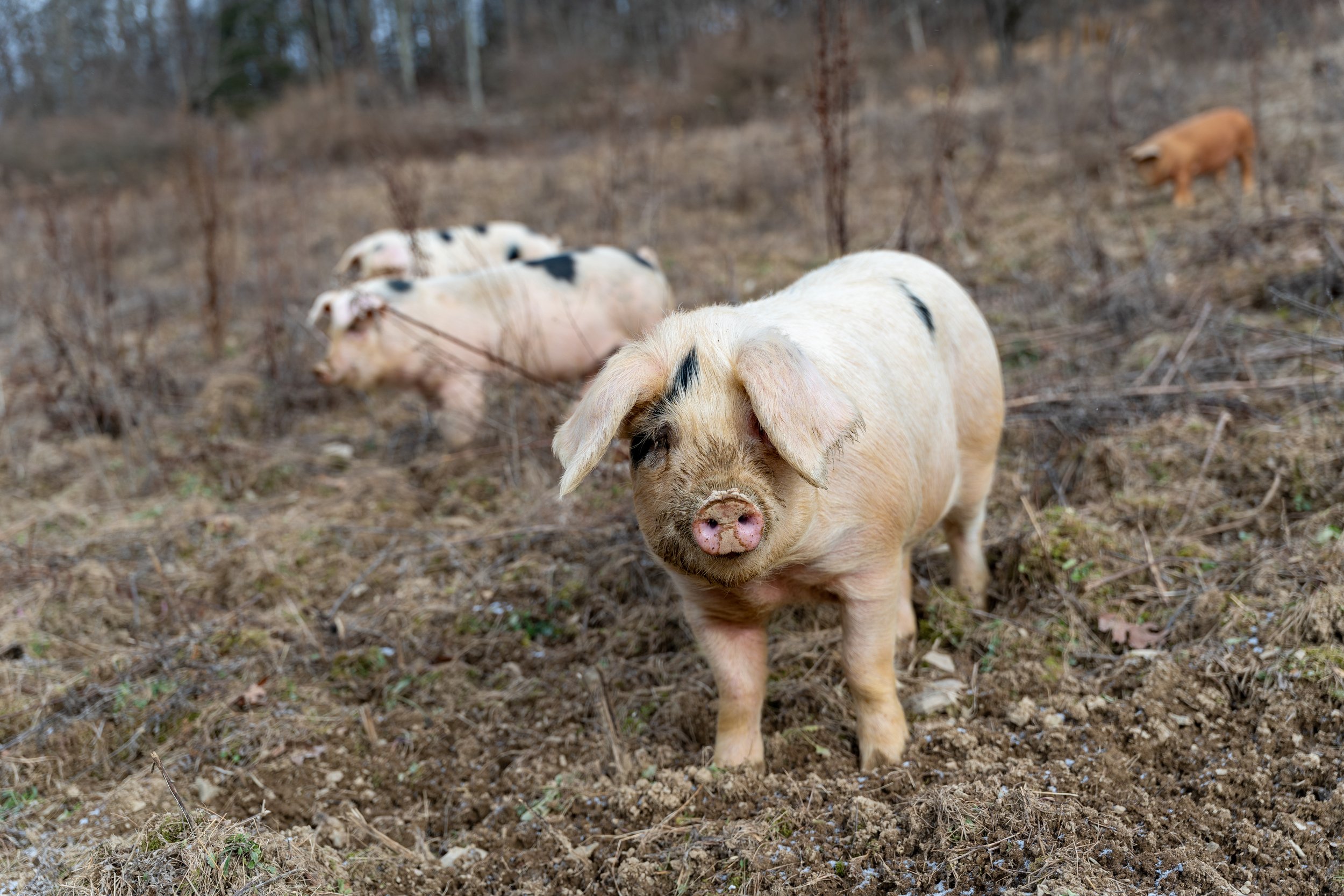 Rosie, our purebred GOS gilt. She is a sweet heart!