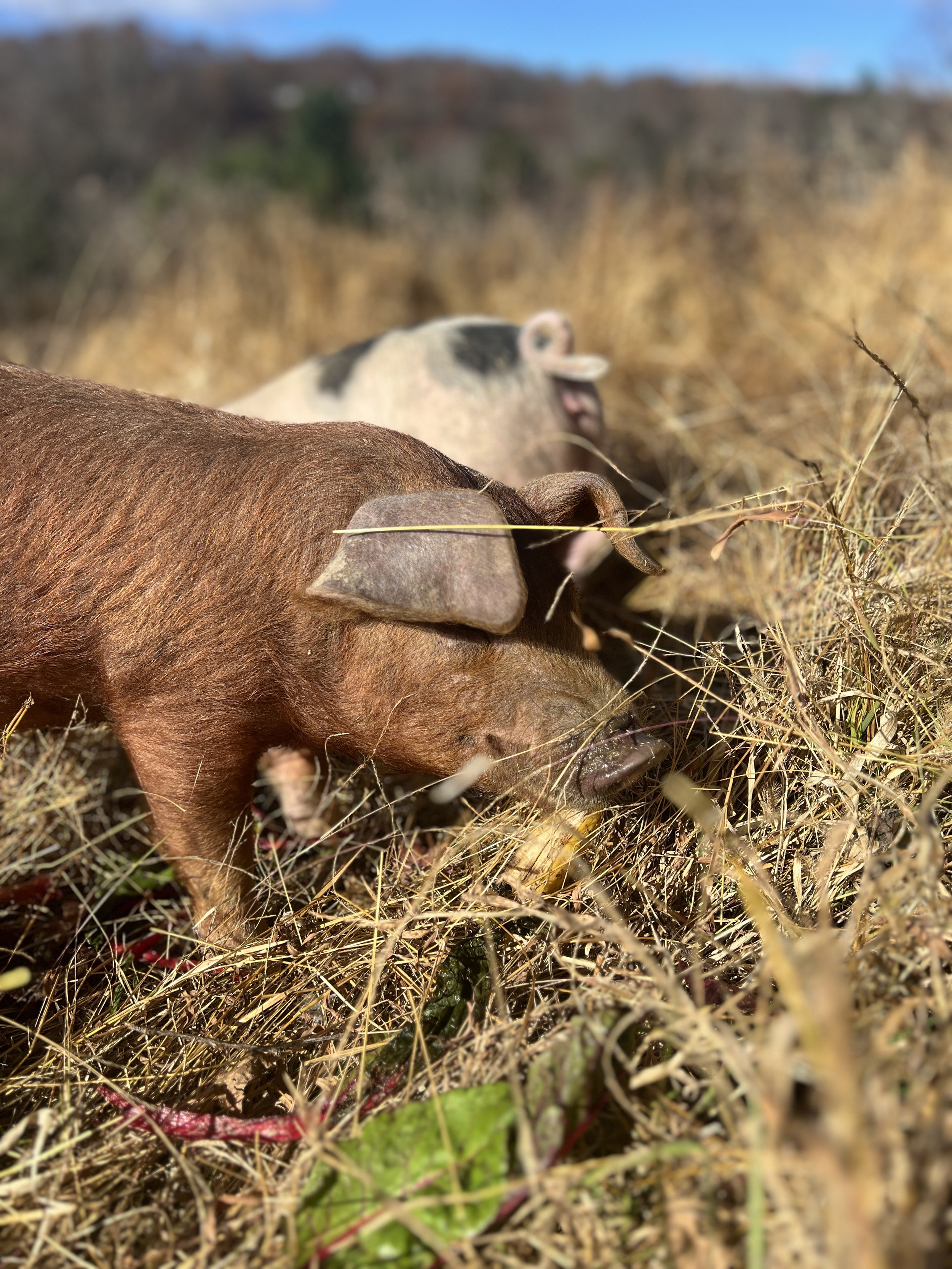 Red, our crossbred gilt from Road's End Farm. She's a bit more skittish than the others.