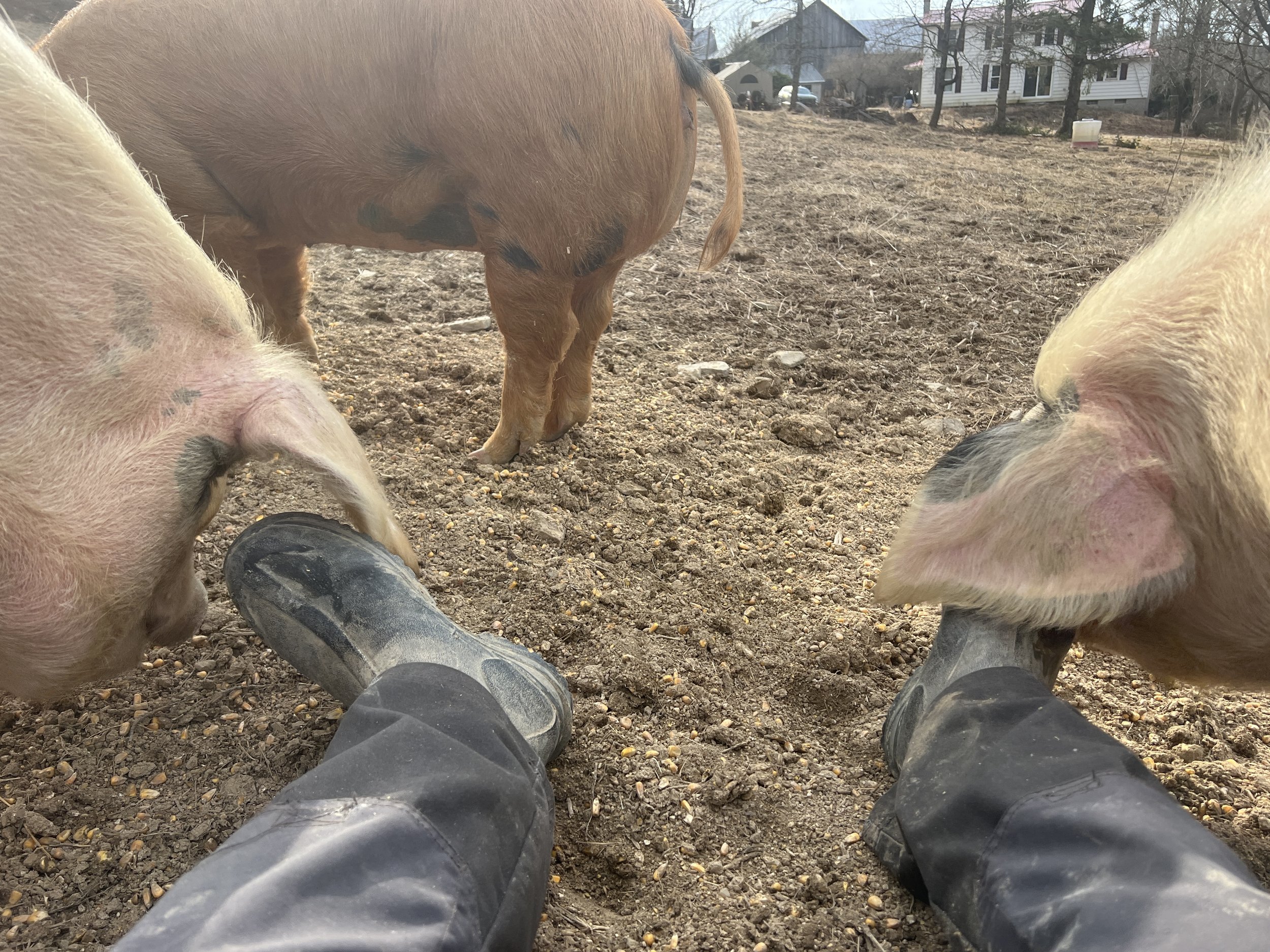 Just getting boot scratches in