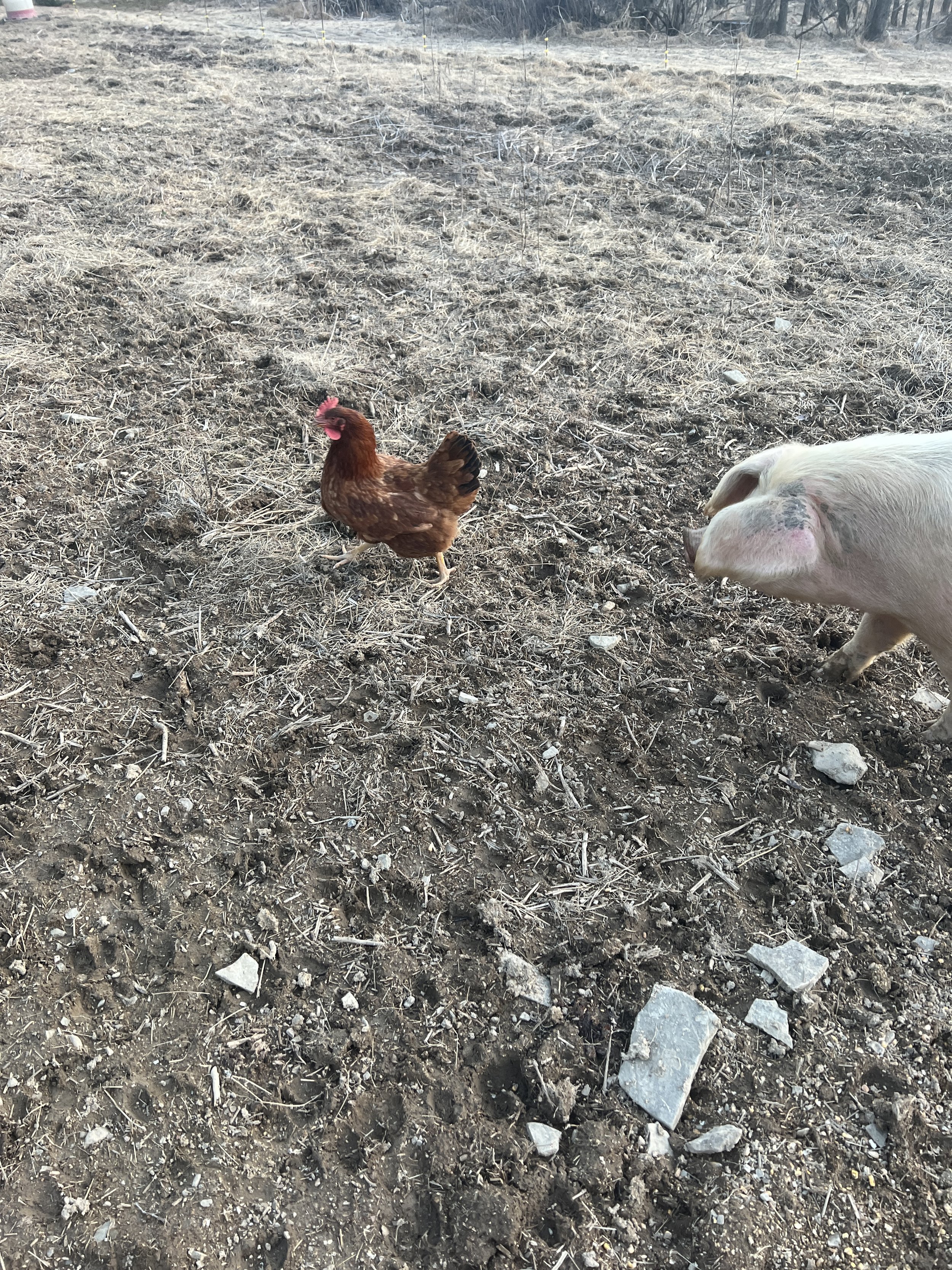 Chickens now getting bold and checking out the pig pasture. The ladies don't ever mind, but do seem like they want to actually sniff/touch them.