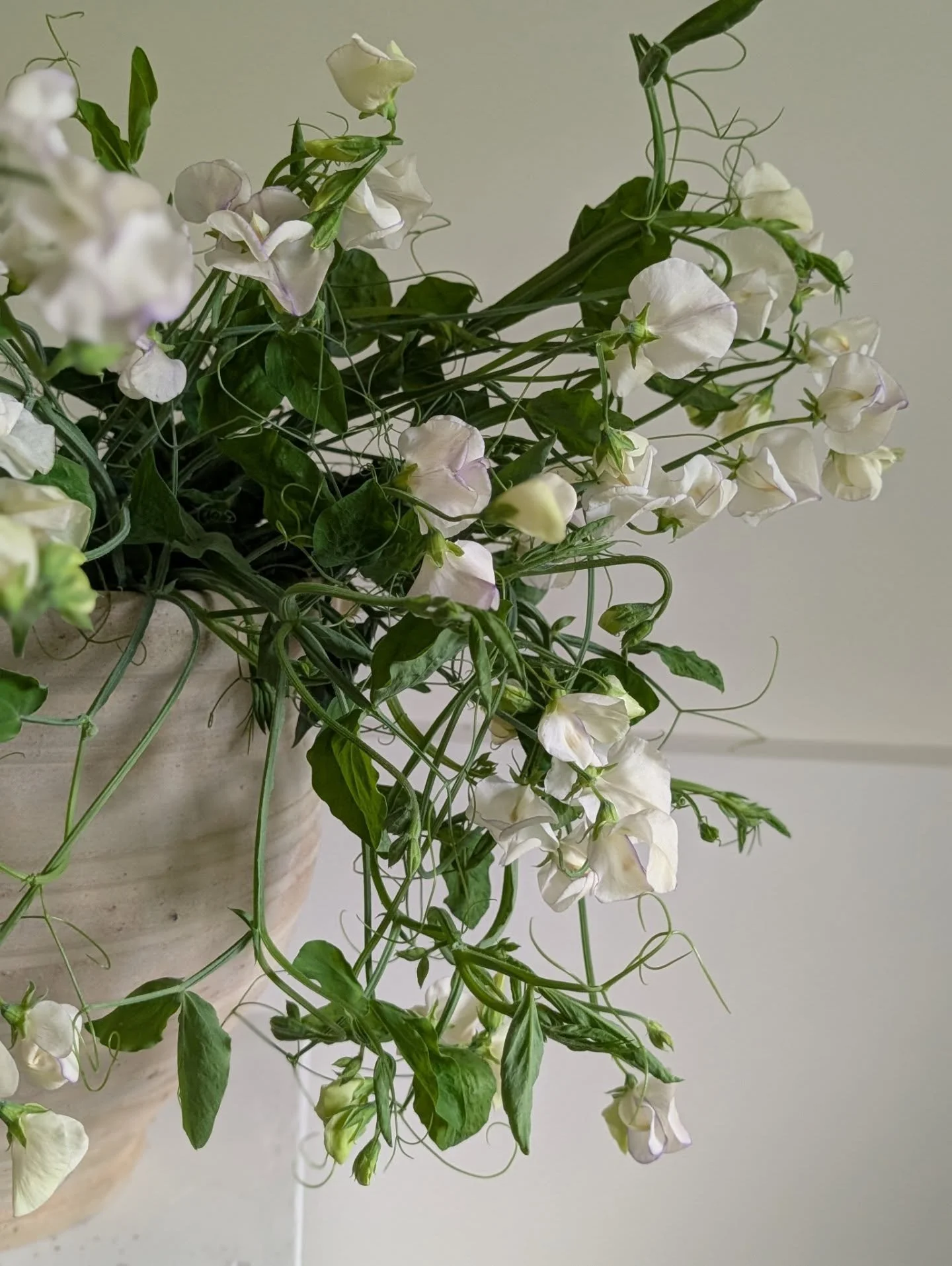 Sweet pea on the vine...it smells like heaven ☁️