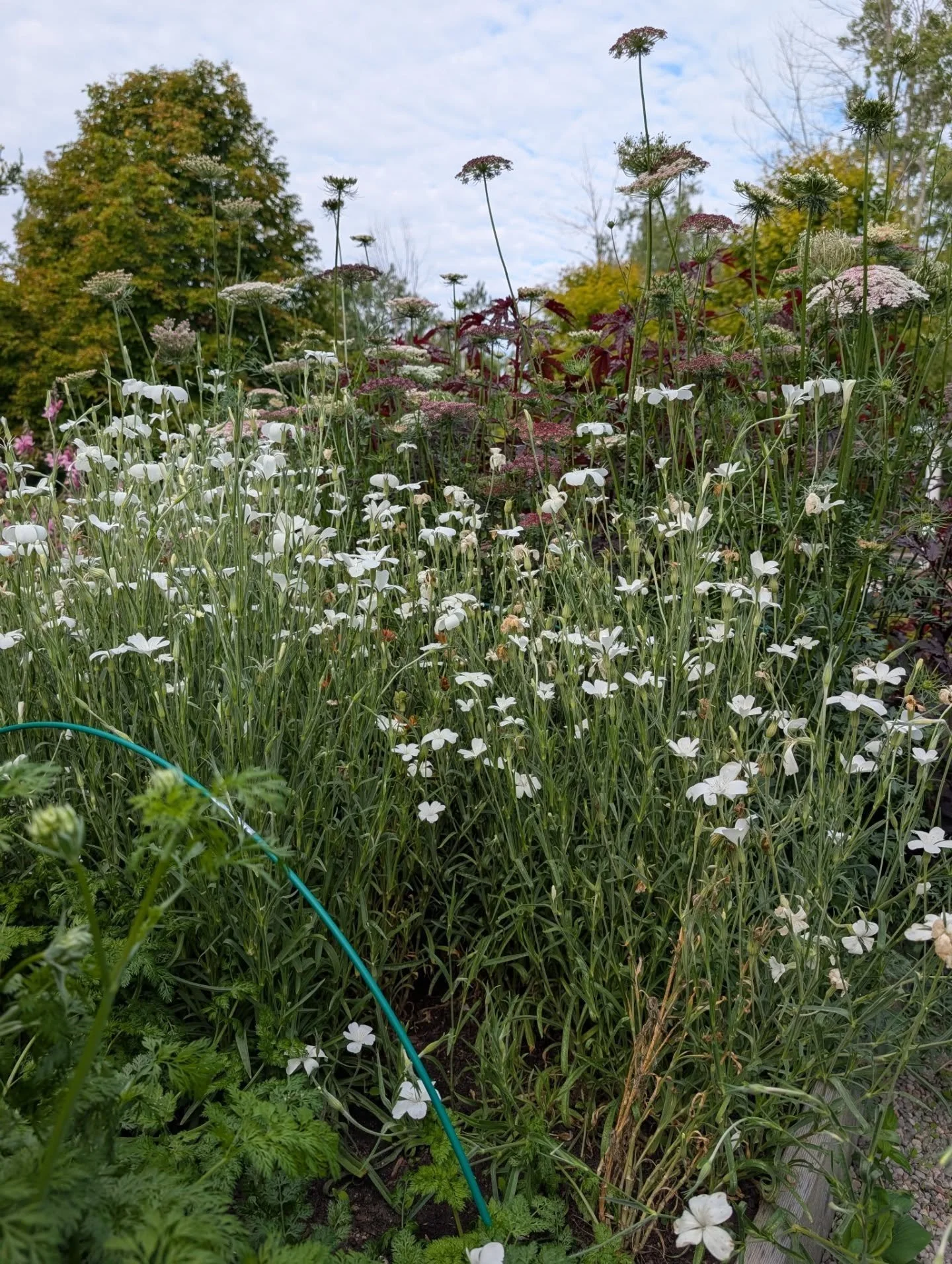When the garden comes into its own 🌾