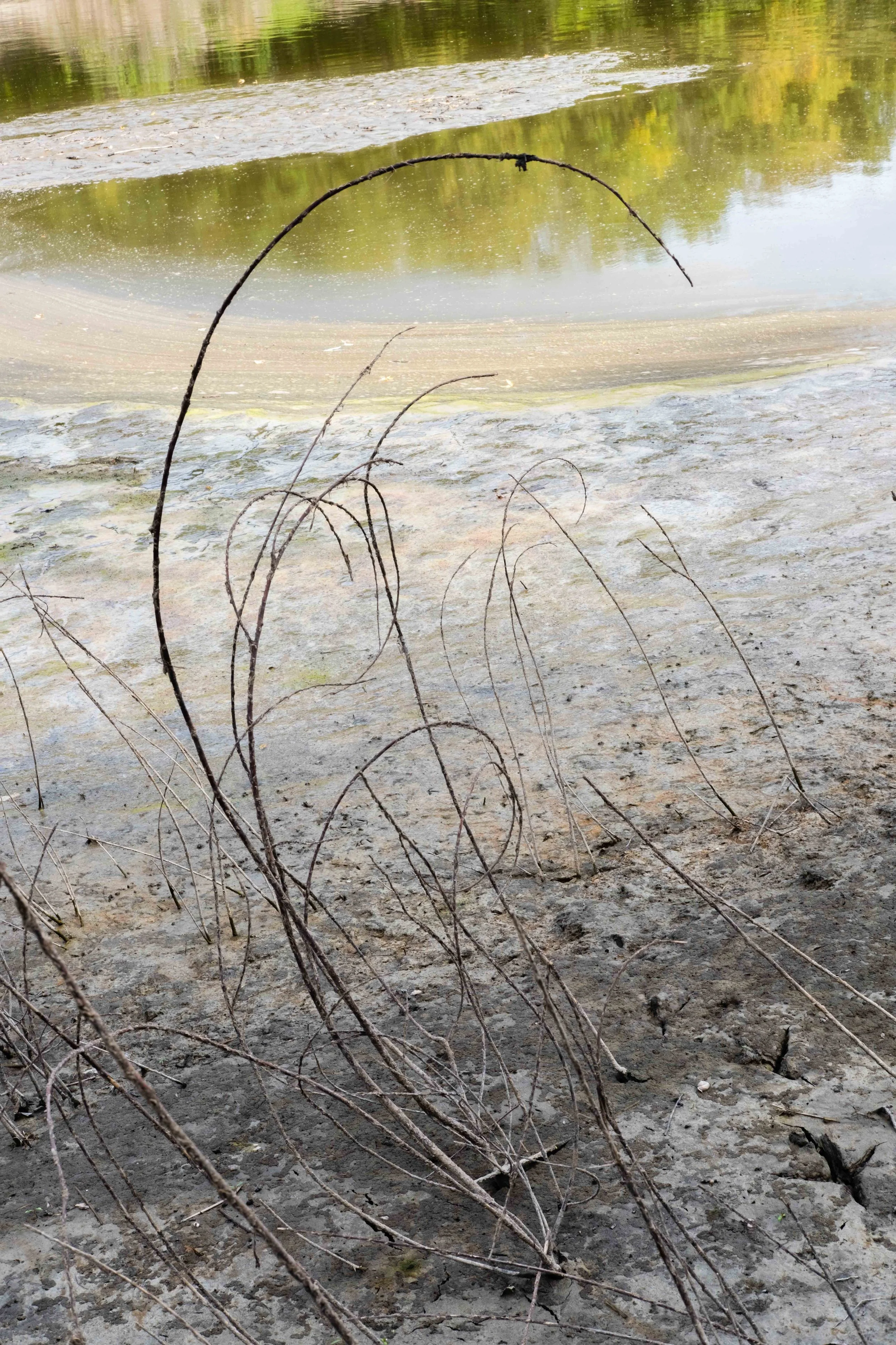 Dry, cracked ground with thin, leafless branches in the foreground, and a body of water with algae and reflections of trees in the background.