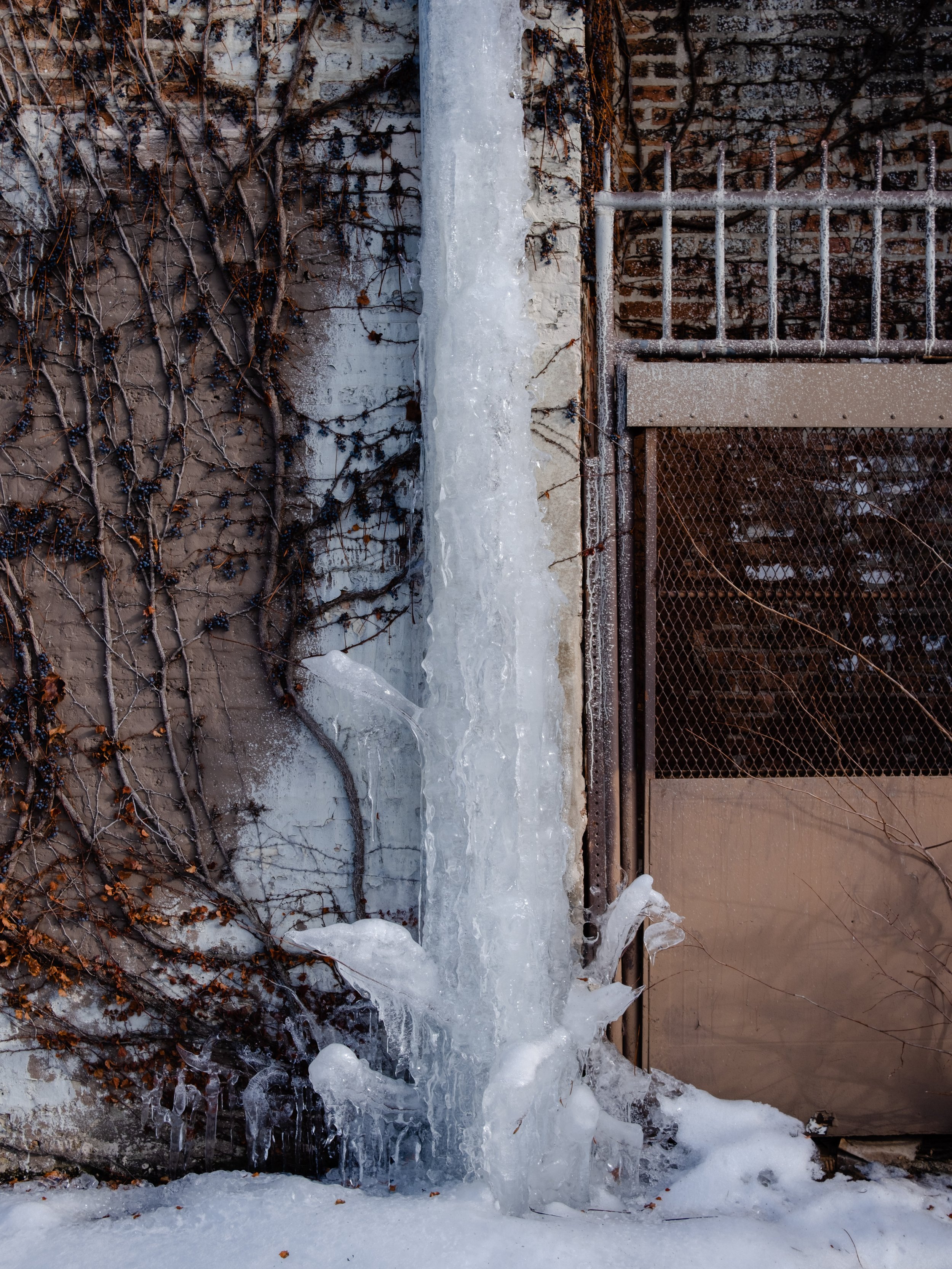 Frozen waterfall or ice formation on an outdoor brick wall, with dried vines and a metal fence.