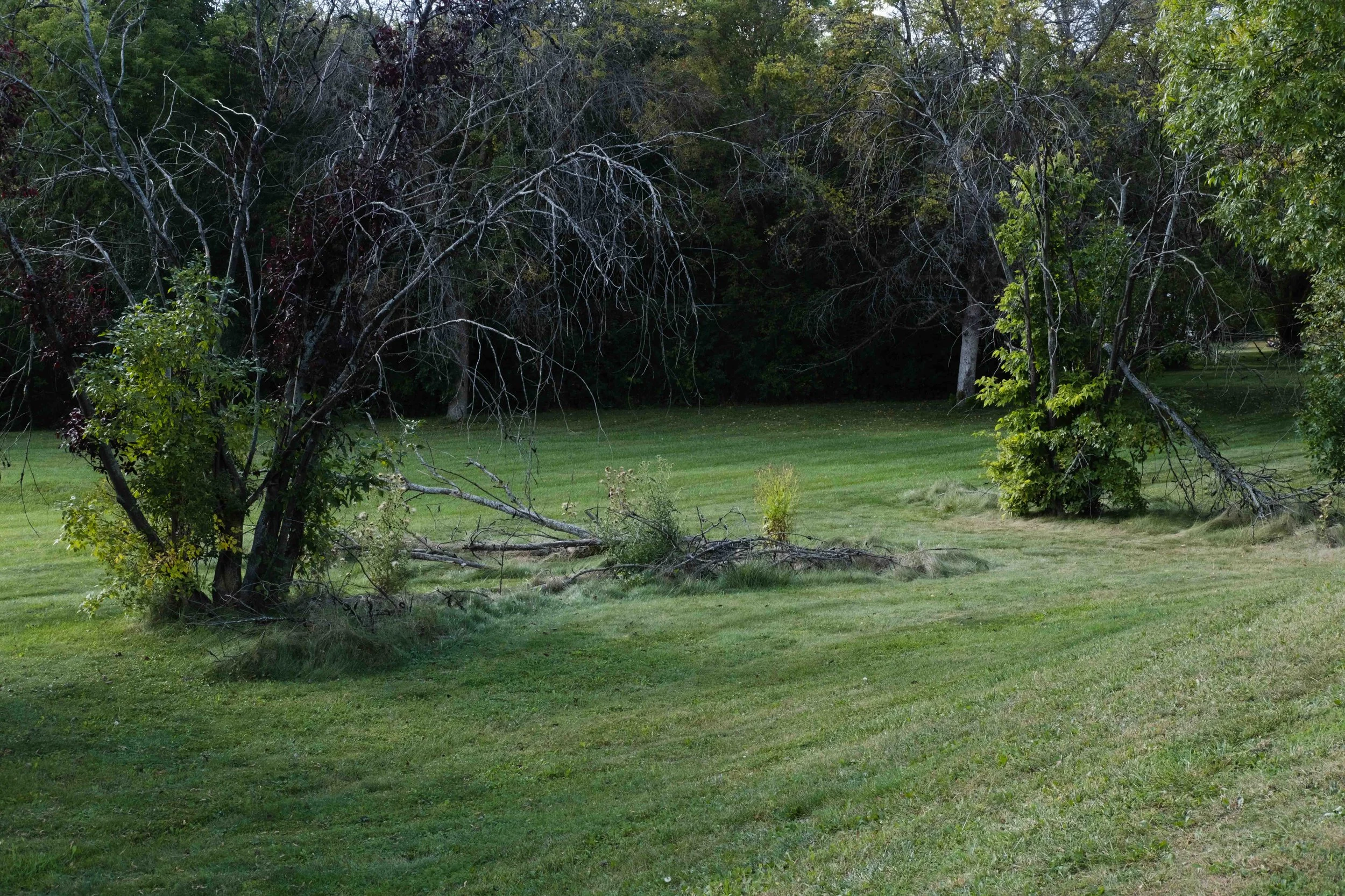 A grassy field with two trees, one leaning and fallen, surrounded by other green trees, under a clear sky.