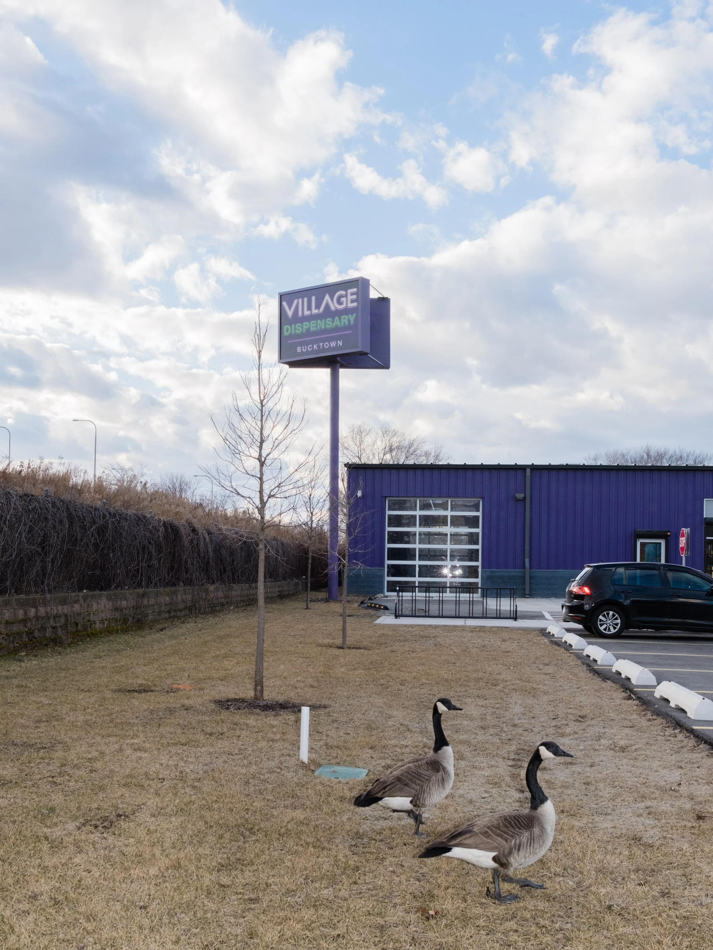 Two geese walking on a grassy area outside a building with a purple exterior, near a parking lot with a black car, against a background of cloudy sky and a sign that reads "Village Dispensary Bucktown."