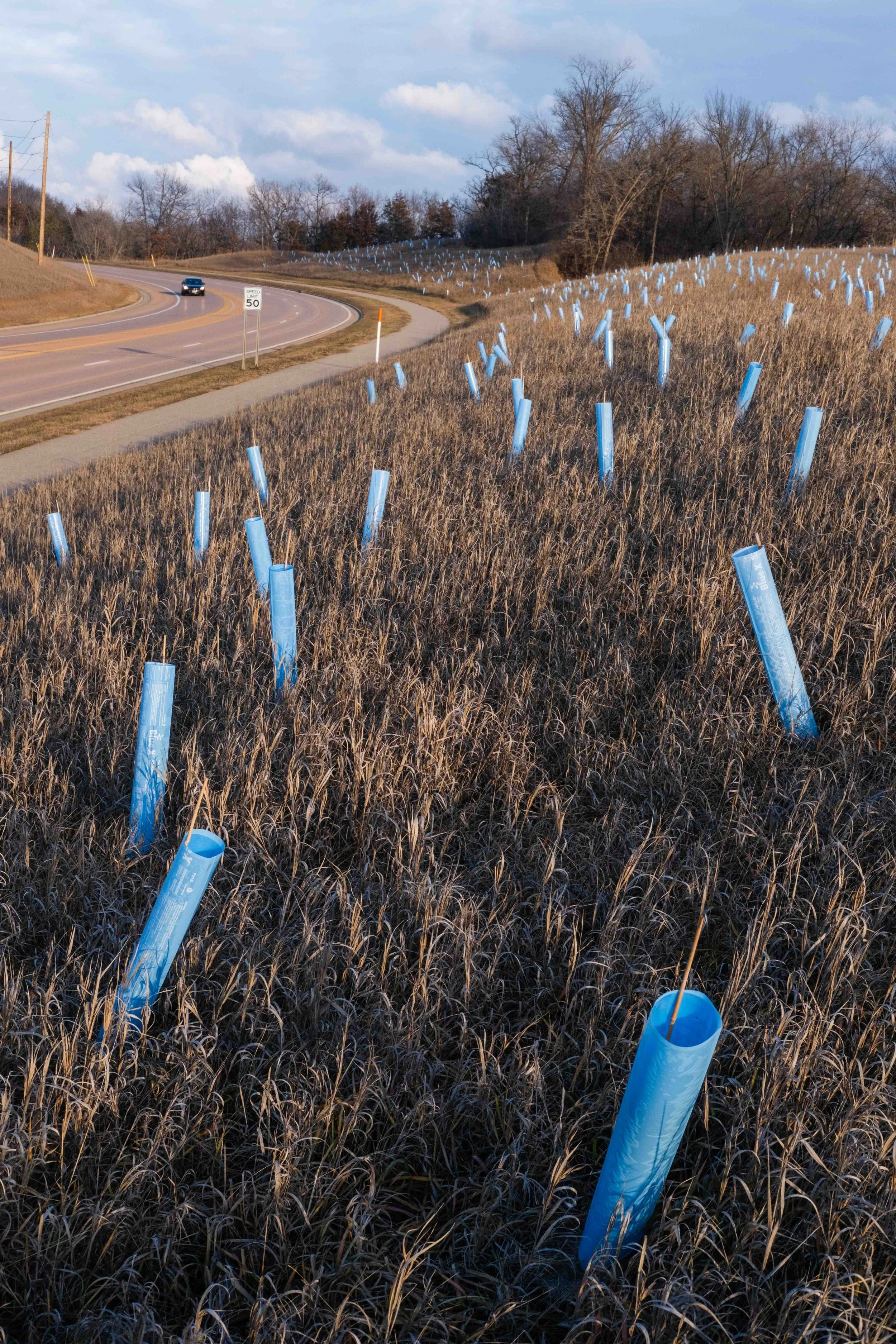 A rural roadside with a curve, empty highway, and a car in the distance. The grassy embankment along the highway has many newly planted trees protected by blue plastic tubes, indicating recent reforestation efforts.