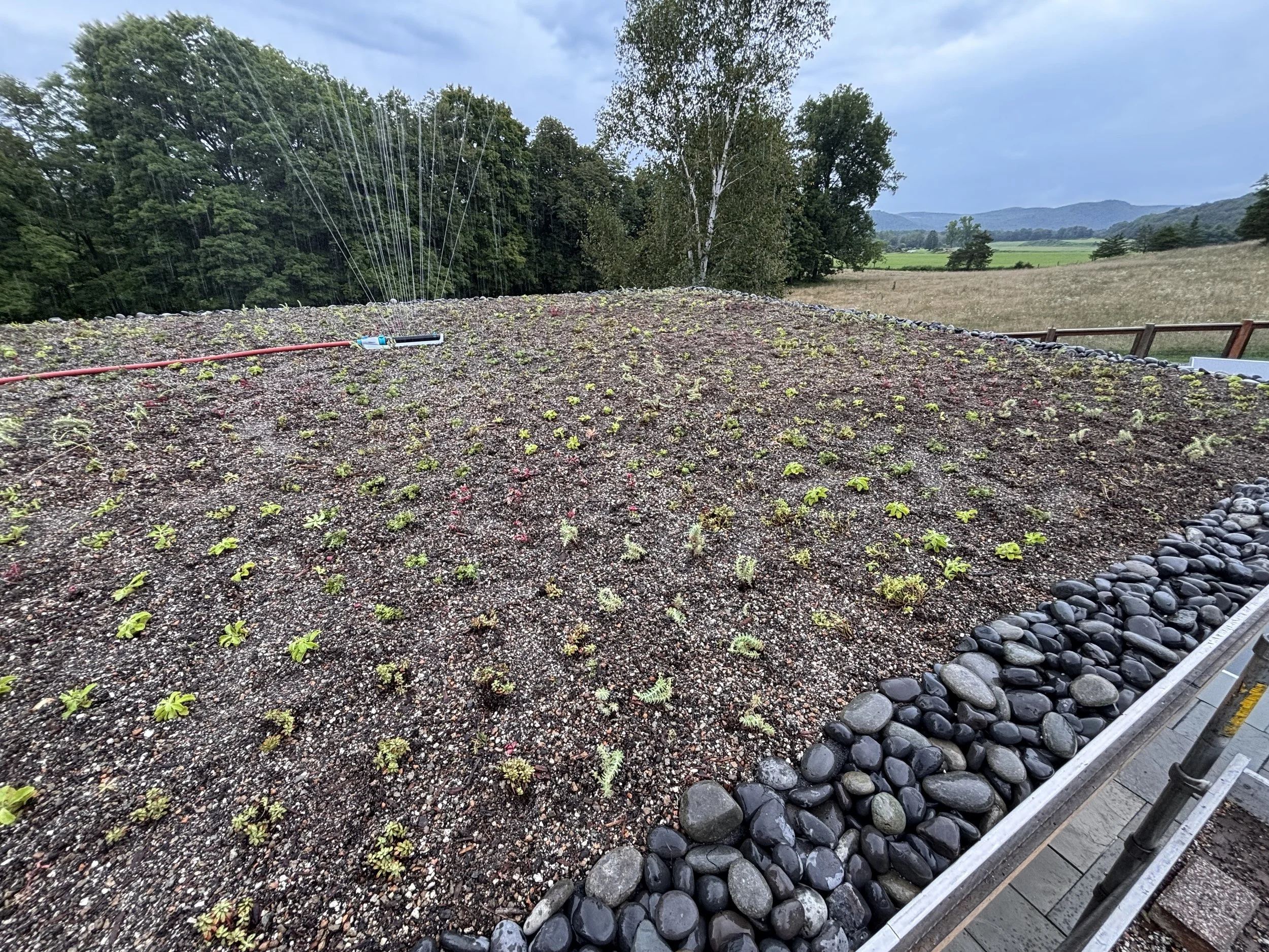 Pool pergola green roof