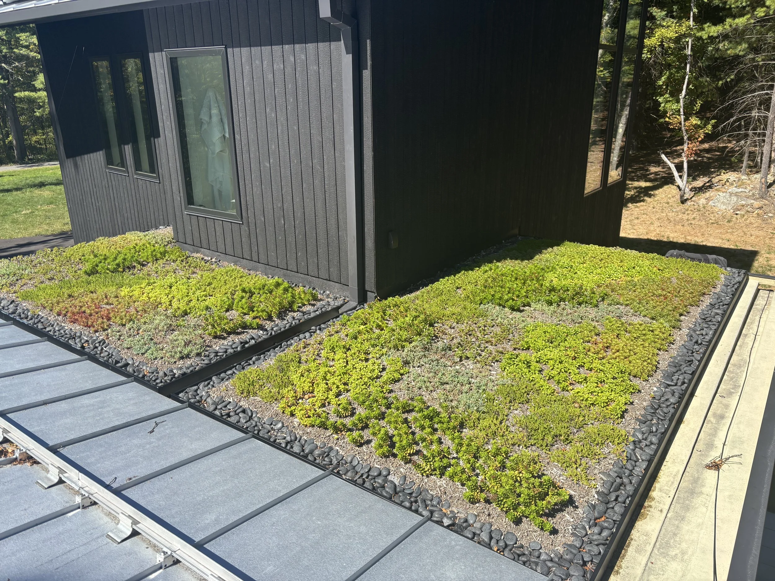 Two months into first season of growth(during drought without supplemental irrigation)