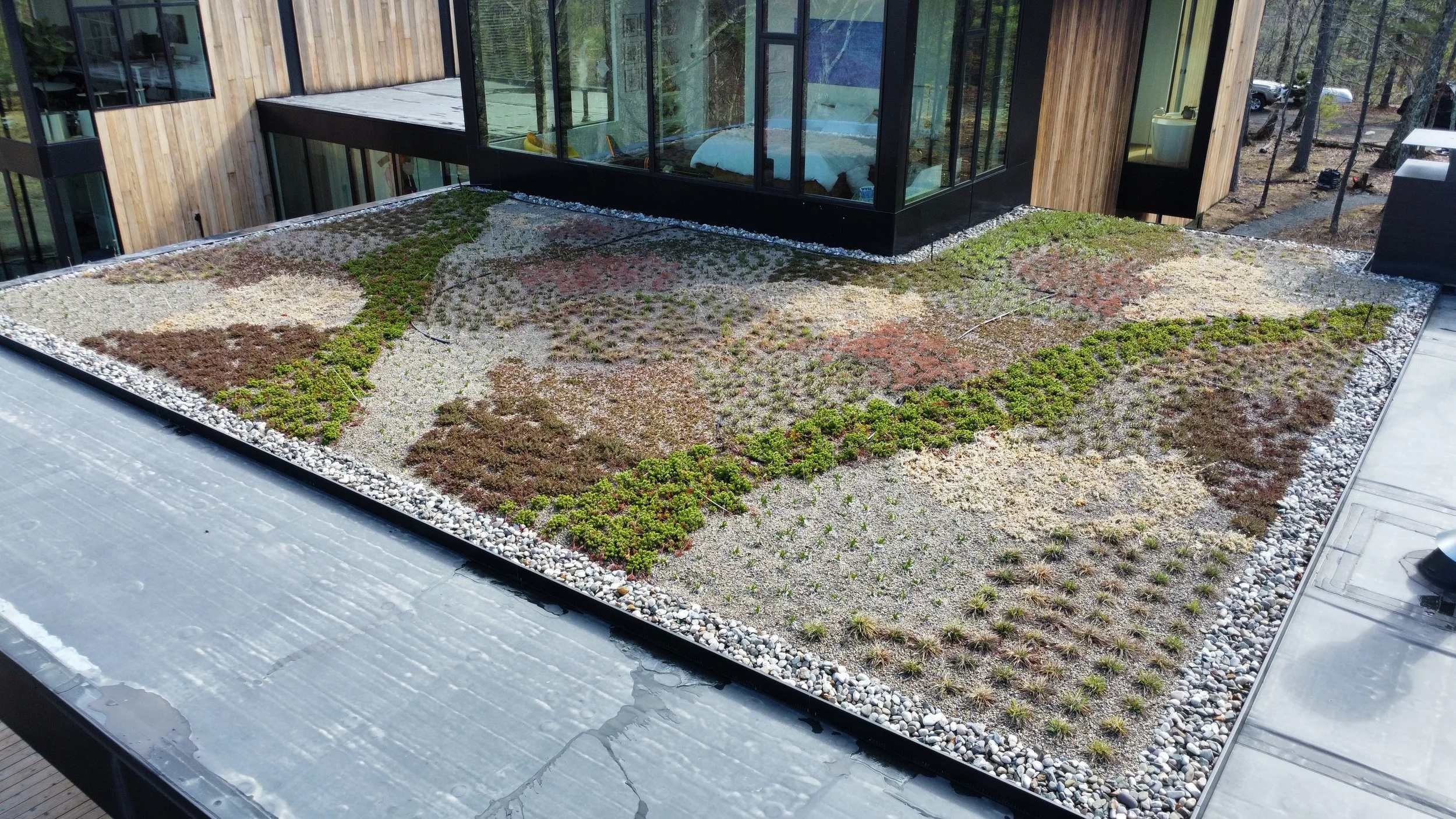 fall colors after first season planted 