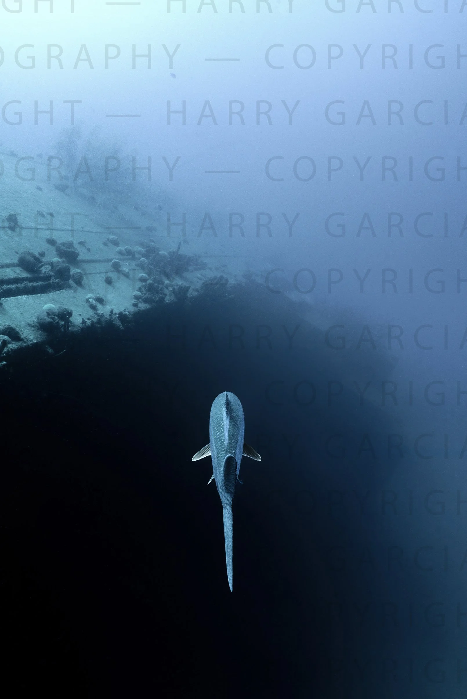 Harry_Photos_Vertical copy.jpg