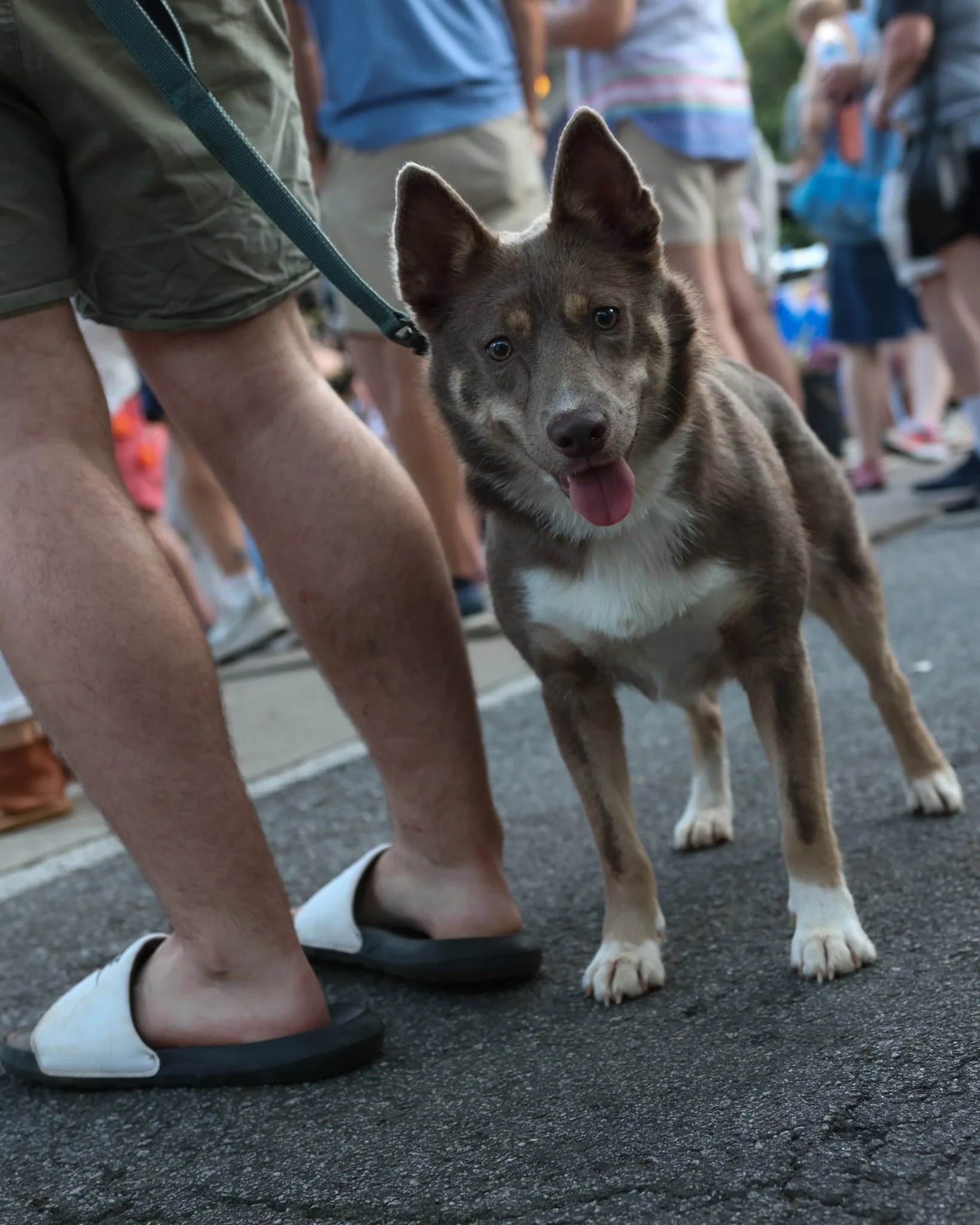 Dogs of AthFest.jpg