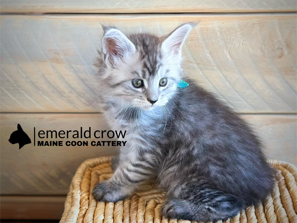 Nico | Silver Baby Boy | Reserved