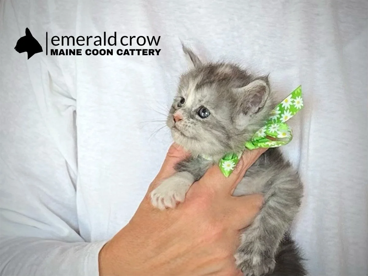 Daisy-10_Cast -20 copy.jpg