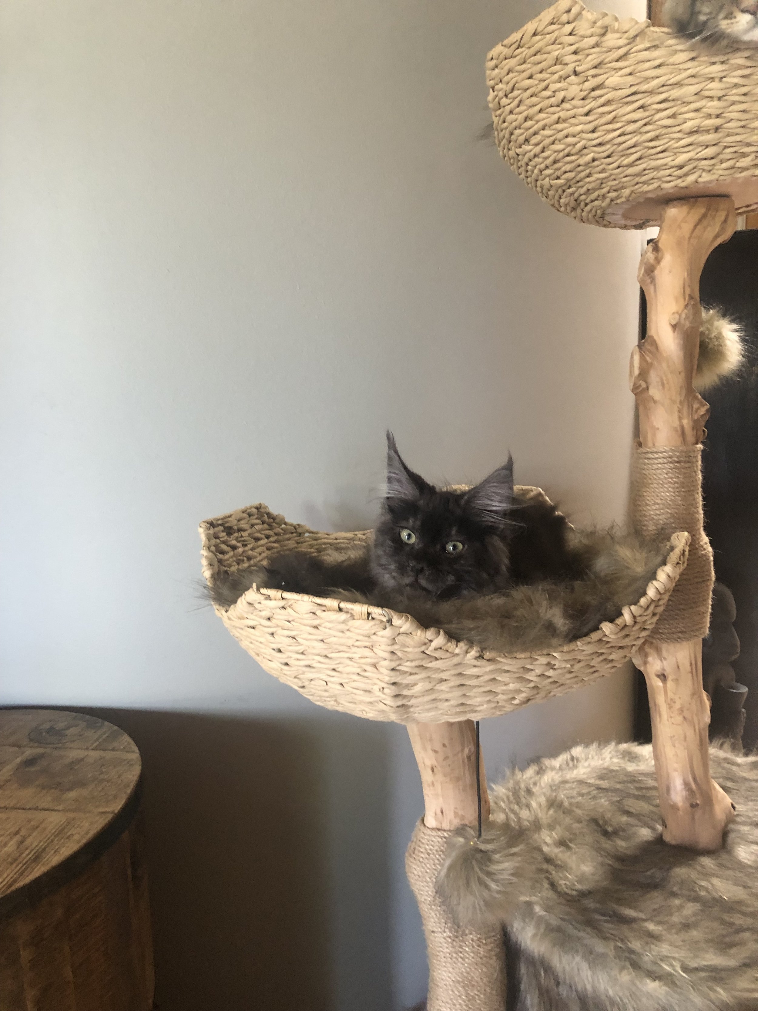 IMG_4164.jpeg