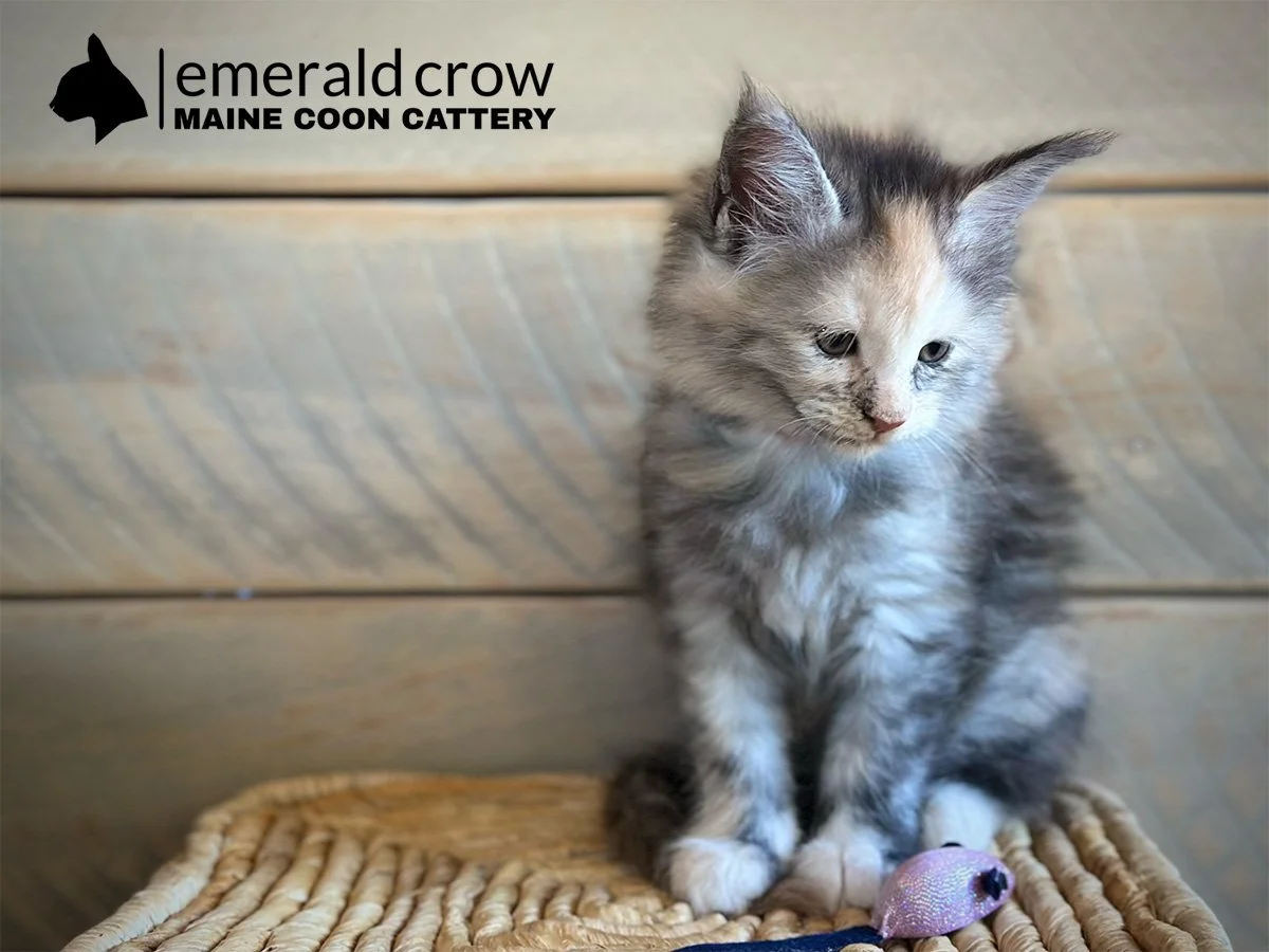 Rosie | Calico-Tortie Baby Girl | Reserved