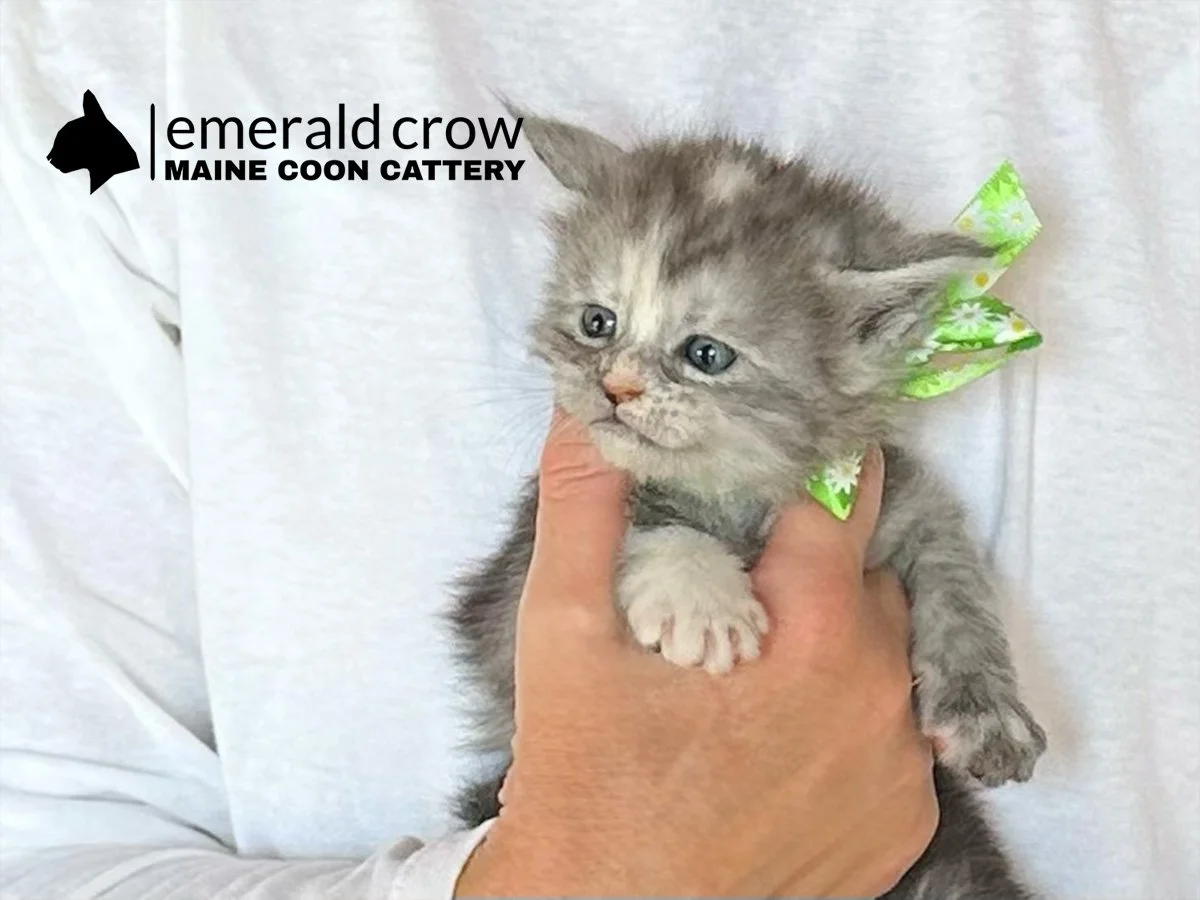 Daisy-11_Cast -20 copy.jpg