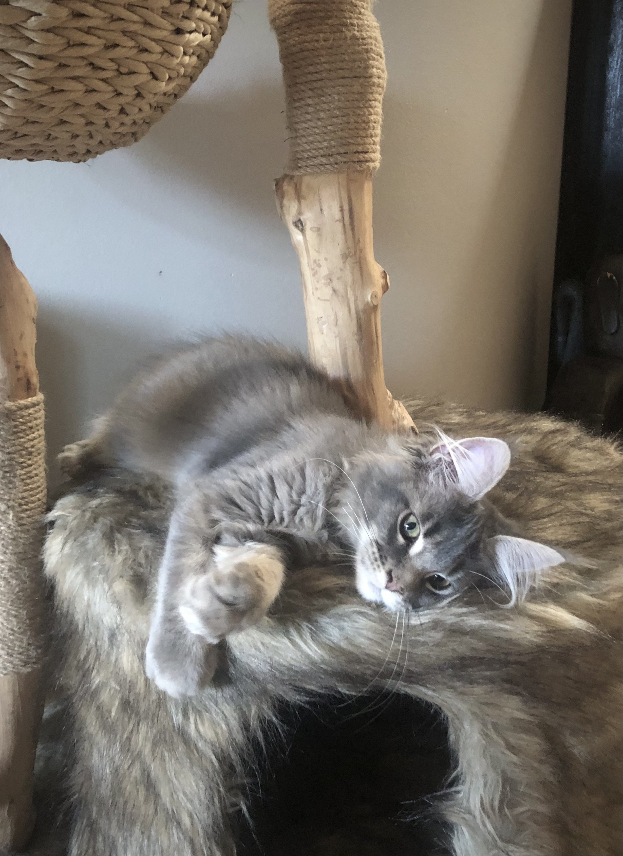 IMG_4774.jpeg