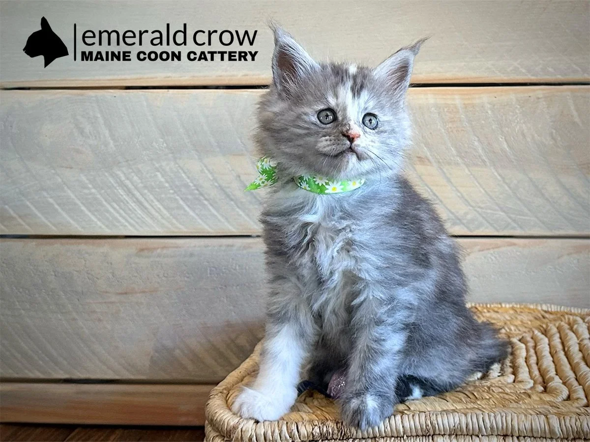 Magnolia | Silver & Cream Calico Baby Girl | Reserved