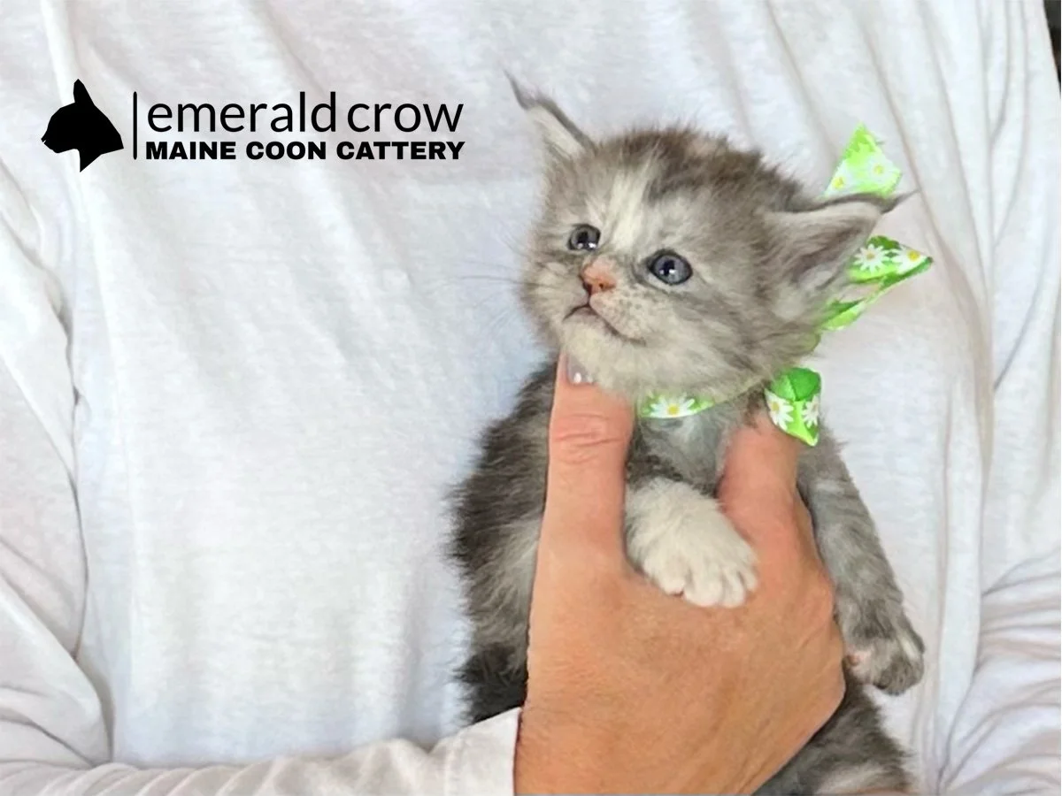 Daisy-12_Cast -20 copy.jpg