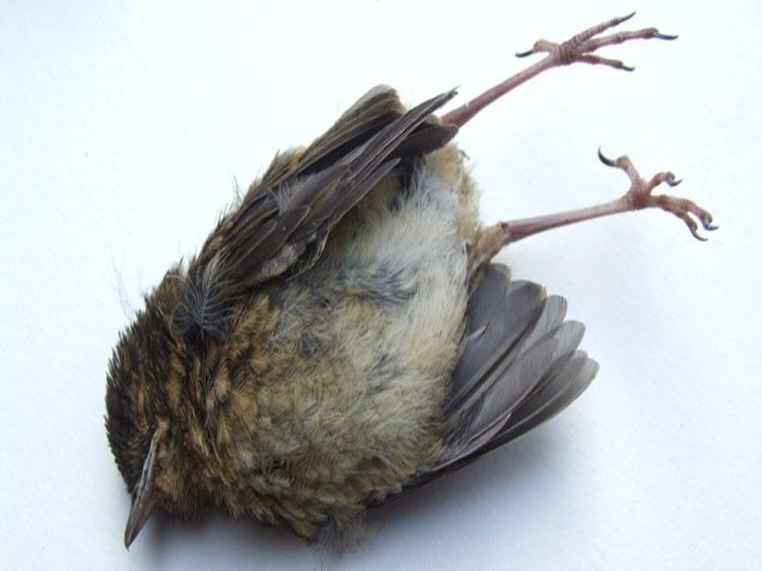 EH_deadbird1.jpg