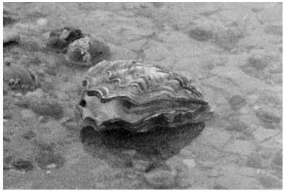 Tim Tokley
Cumber-Gut  (2023) fluctuates between material record and poetic narrative, an abridgement of East Mersea. The work is grounded in ecological and anthropological inquiry, employing voices of the Island and reflections on its changing lands