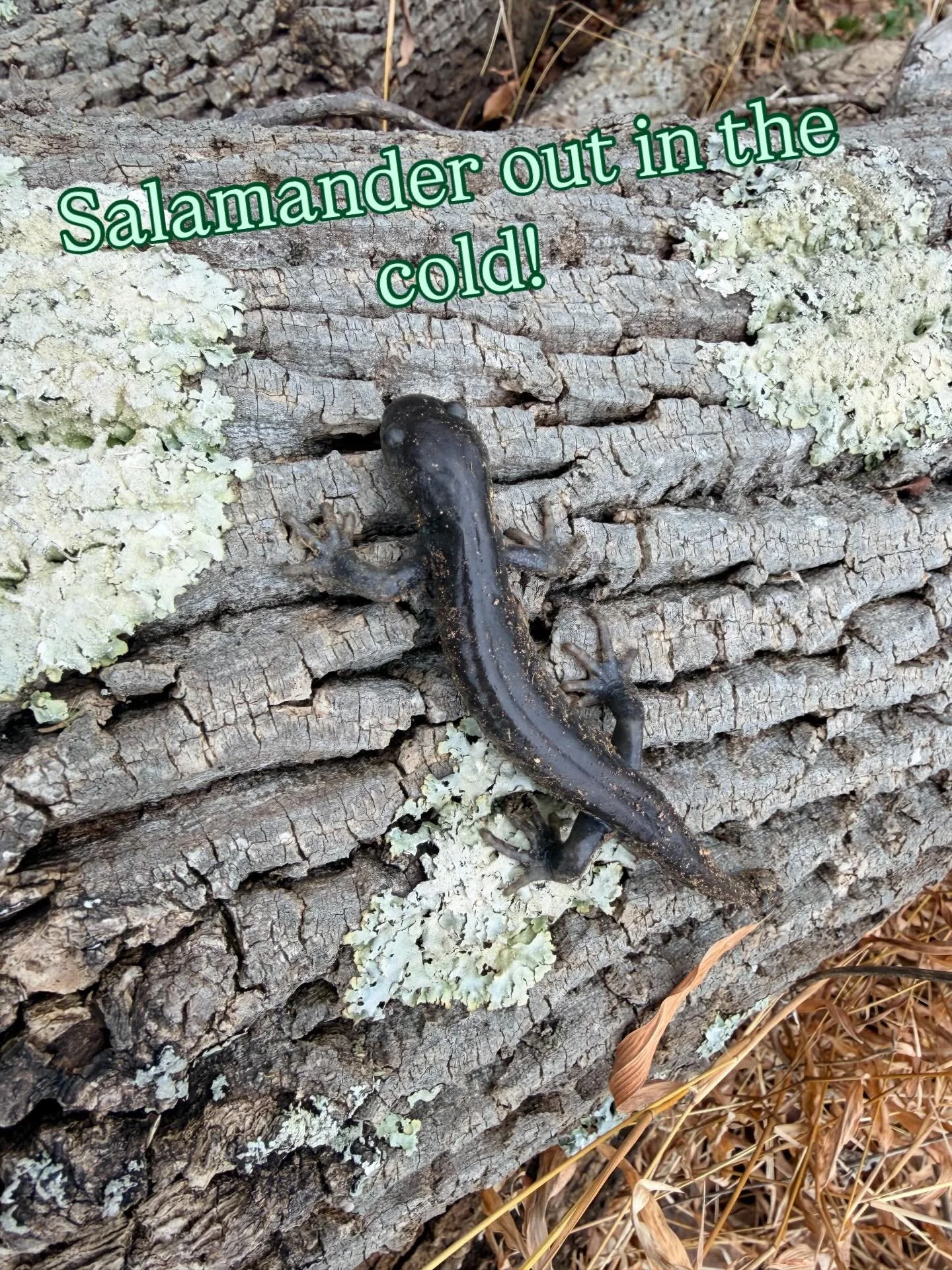 Get outside everyday! If you do one thing this year, do this. You never know what you will encounter. Here are some beautiful sightings from my walks recently. 

Thank you for encouraging us @tommyrosen