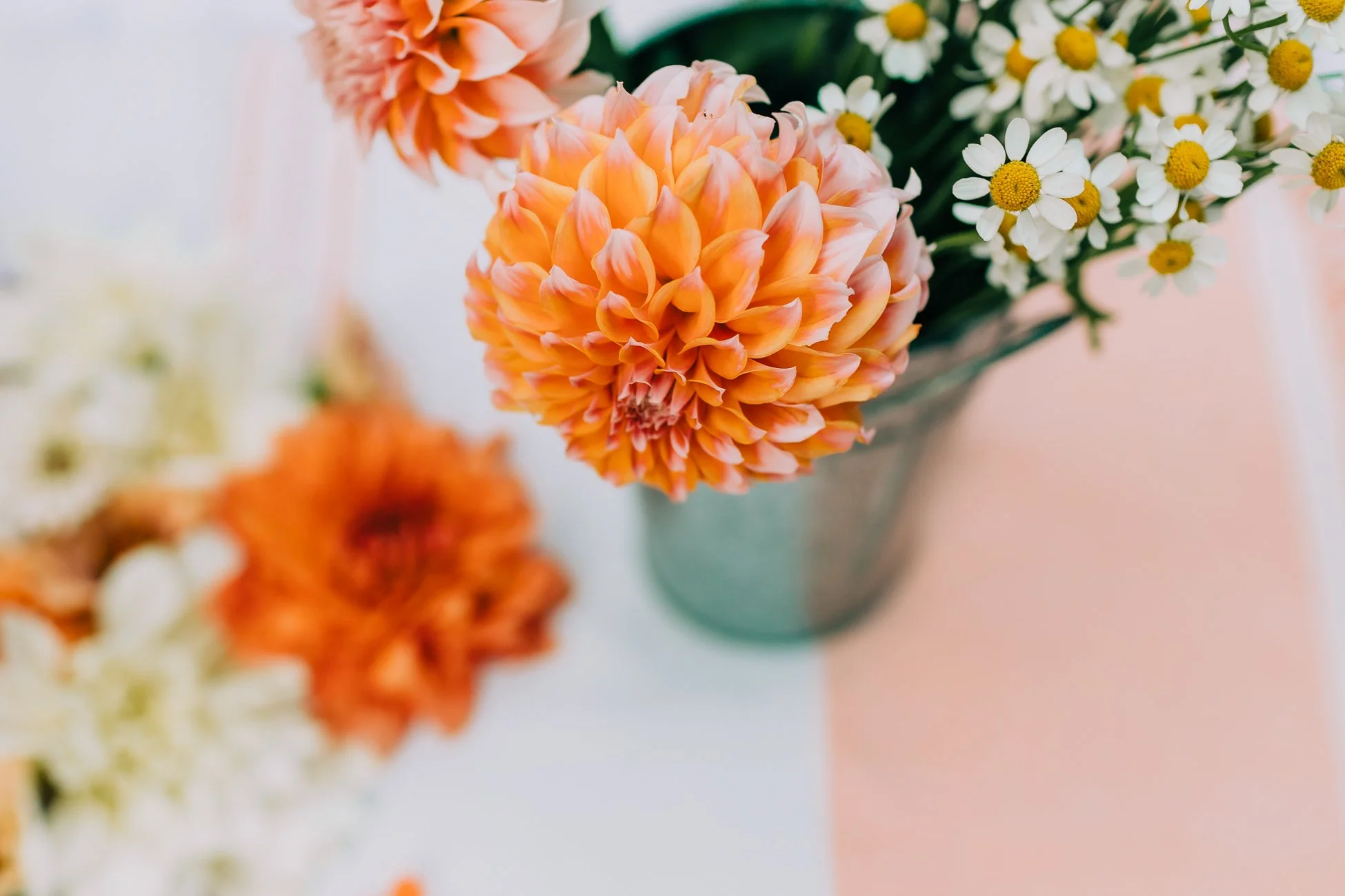 Peaches N Cream Dahlias - Photo by Stephanie Lozano