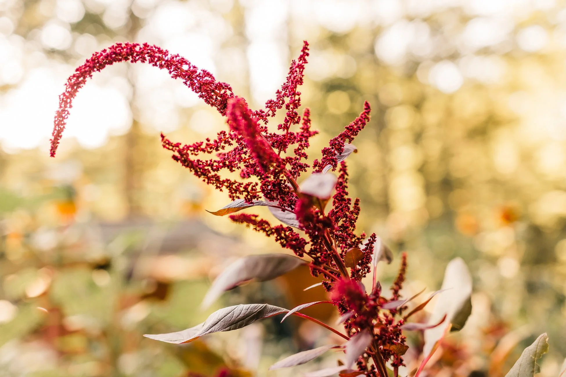 Amaranth - Photo by Stephanie Lozano