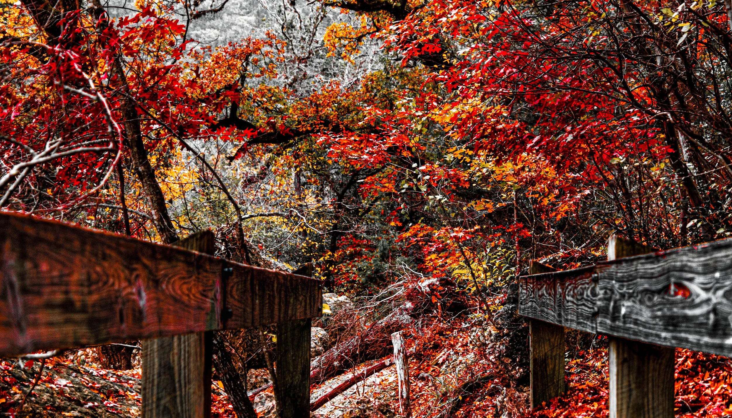 Los_Maples_05  w-new preset (1 of 1).jpg