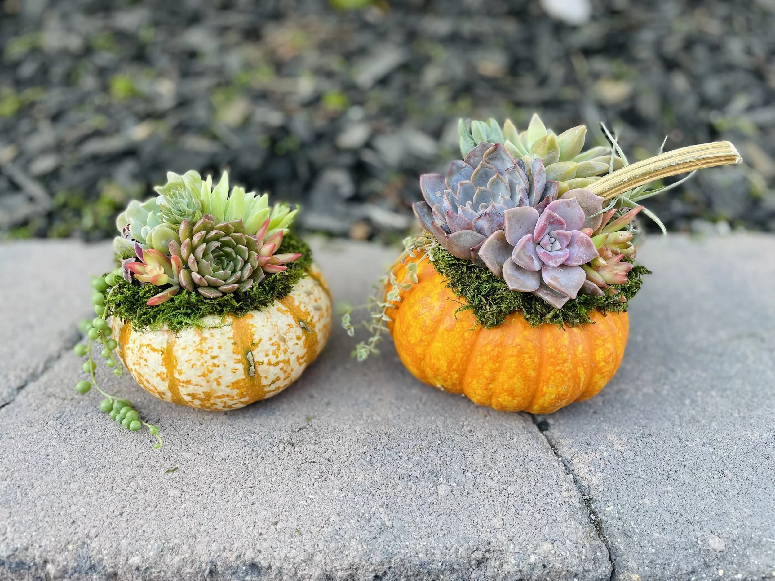 Succulent Pumpkin Workshop